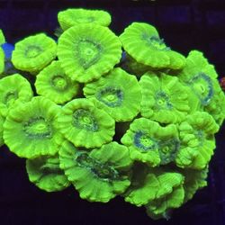 Coral Frags And Colonies 