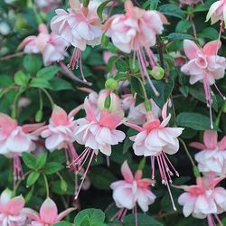 10” fuchsia south gate first pic for reference