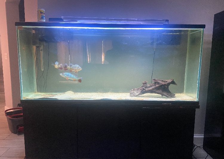 Fish Tank 180 Gallons