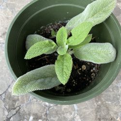 Lambs Ear Plant