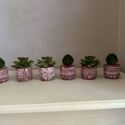 6 Terra Cotta Style Succulent Plants 
