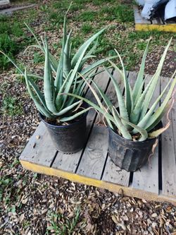5 Gallon aloe Vera $10.00 Each