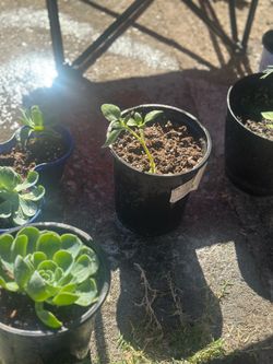 Succulents