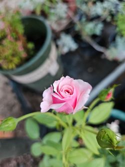 Rose Bush