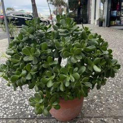 big nice green jade bonsai tree 
