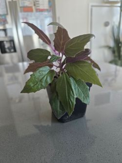 Purple Passion