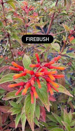 🌺 FIREBUSH