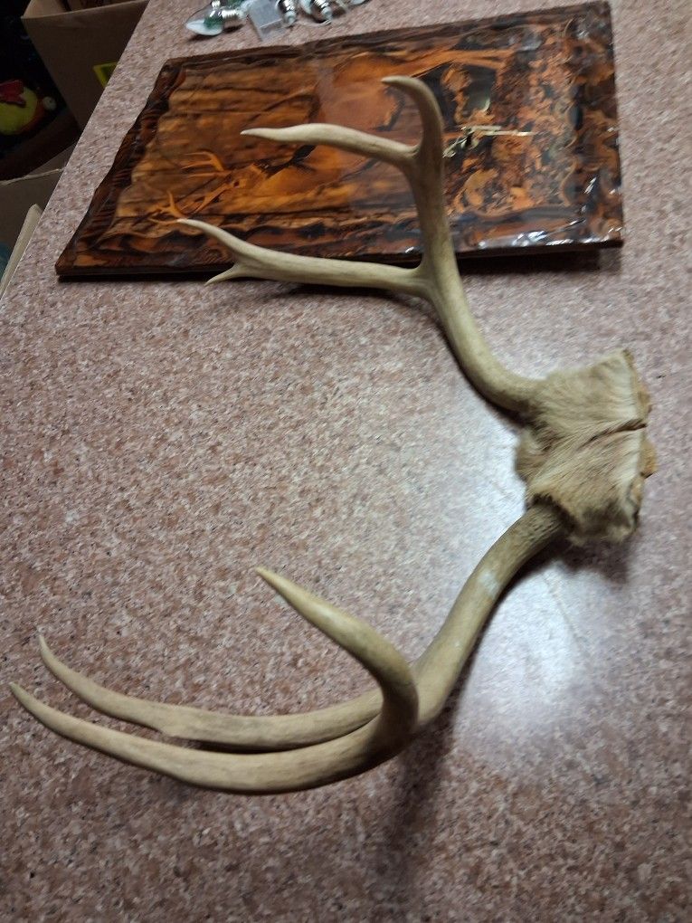 Deer mounted on wood polyurethane clock and antlers.