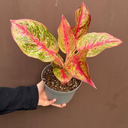aglaonema red stardust