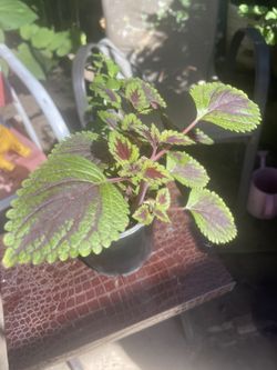 Planta De Sombra