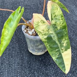 Philodendron Billietiae Variegated 