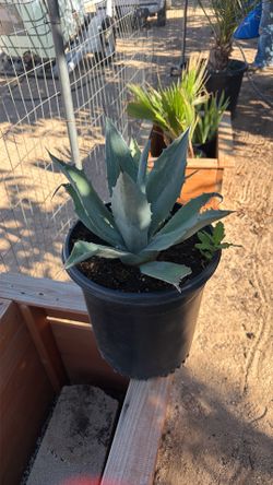 Maguey