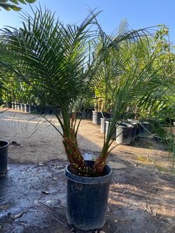 Phoenix roebelenii