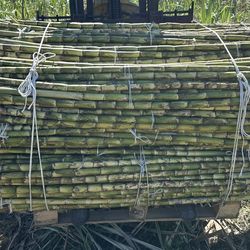 Caña Verde (Green Sugarcane)