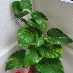 ✨ Long Vine Pothos Plant 🌿 15" Trailing Beauty | Home Decor Plant | Glass Pot