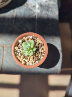 Establish succulent and mini terracotta pot