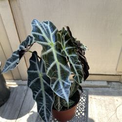 6” Alocasia Polly