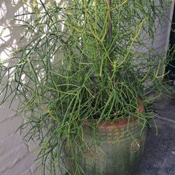LARGE CERAMIC POT WITH MATURE PENCIL CACTUS