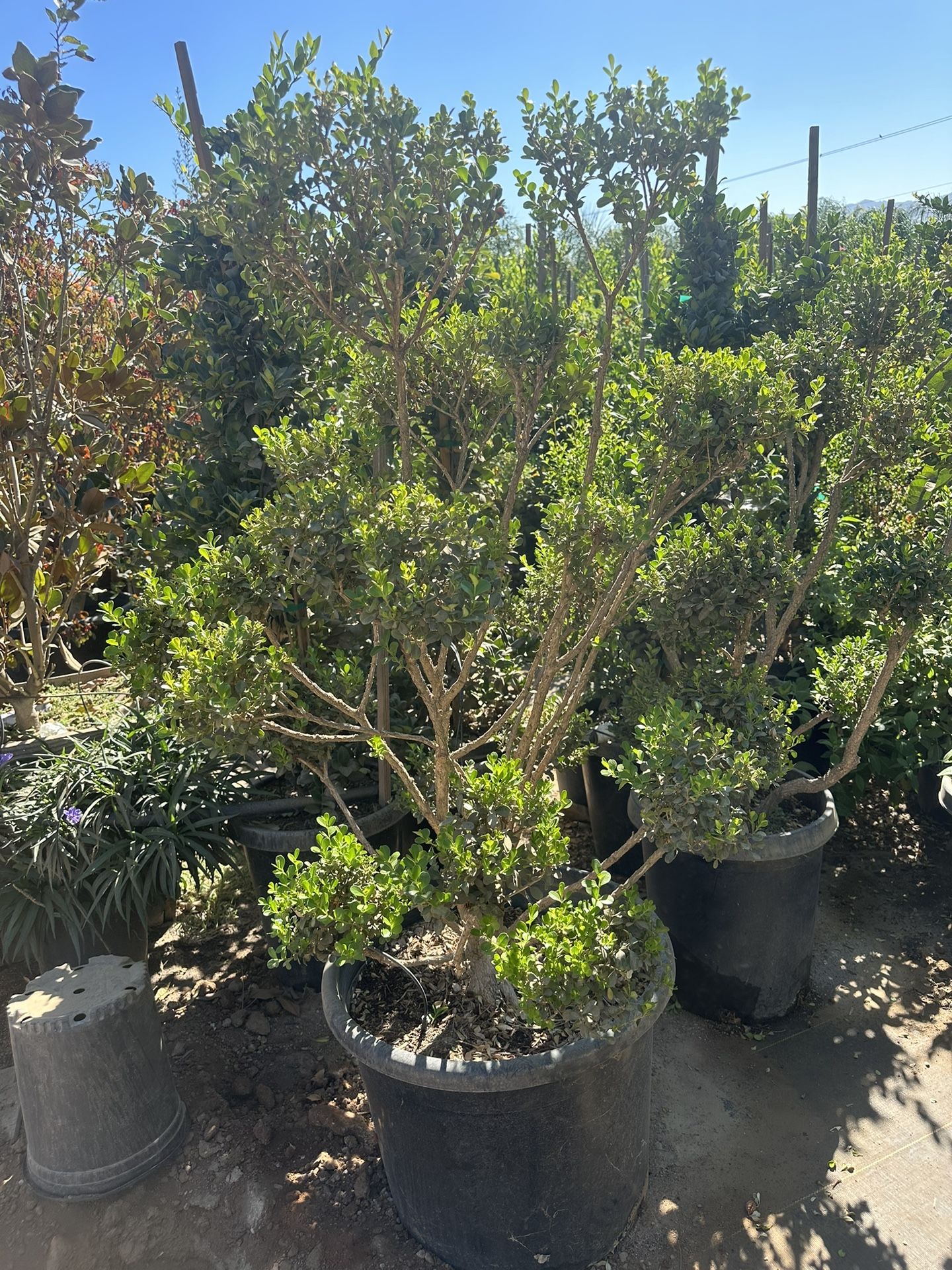 Boxwood Topiary Bonsai $75 And Up