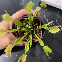 Venus Flytrap