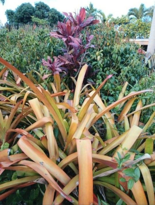Achmea Blanchetiana Red Flowers Landscape Plant