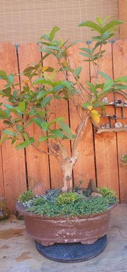 Guava Bonsai Tree Bluming Know
