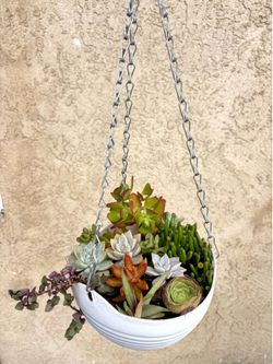 Hanging succulent plant arrangement 🌱