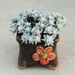 Succulents plants 🪴 （Dudleya gnoma S.W.McCabe）