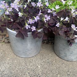 Red Oxalis 