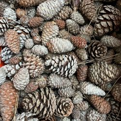 Pinecones For Craft Projects Fall Decor