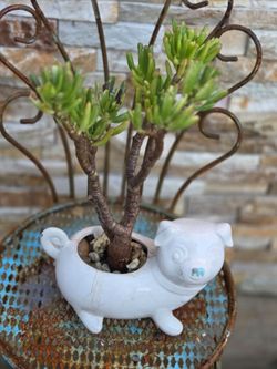 Ceramic Planter With Plant