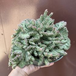 crested huernia procumbens