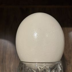 Replica Ostrich Egg