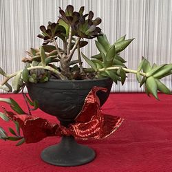 Gift Someone A Gift  That Will Grow!