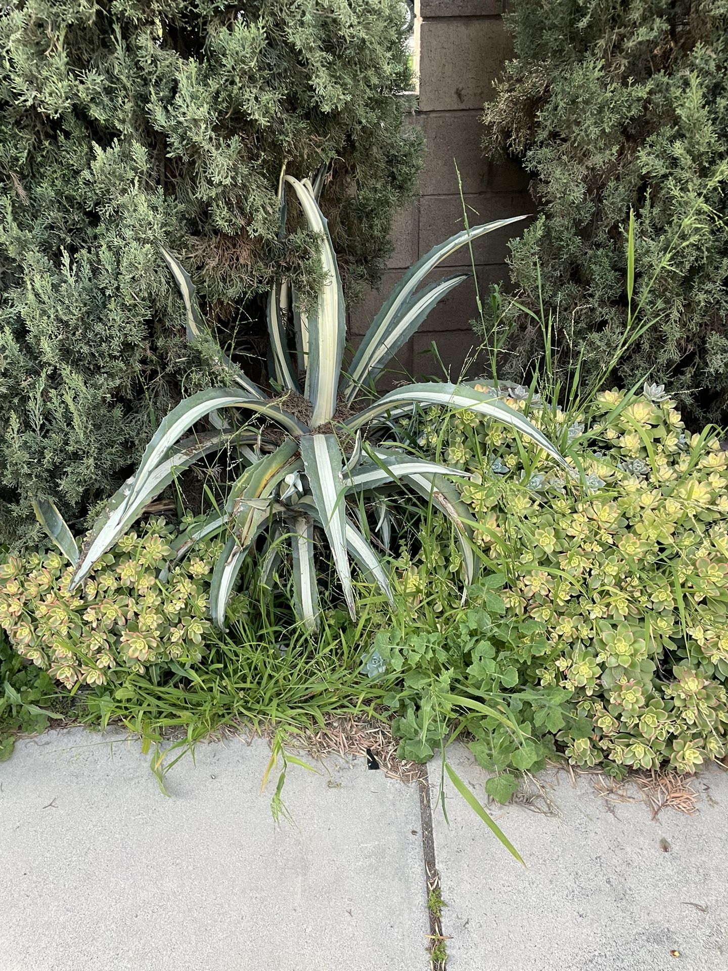 Agave, Succulents