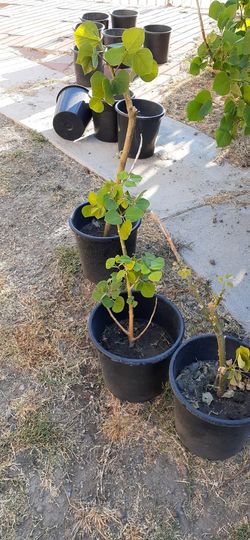 Árbol de Pito Flor de  Salvadoreños 