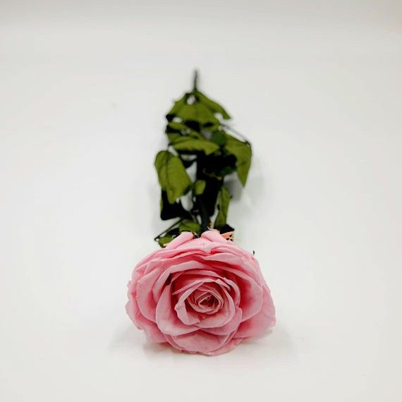 Infinity Long Lasting Preserved Flower Premium Rose with Stem - Baby Pink