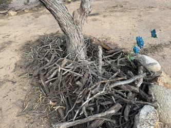 Free Mesquite Wood