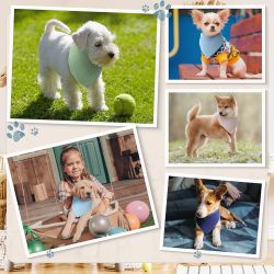 10 Assorted Color Muslin Cotton Triangle Dog Cat Pet Bandanas Scarf Bib with Two Snaps  New Condition 