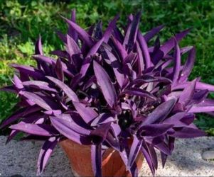Tradecantia Purple Jew Plant 