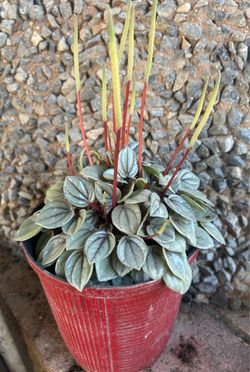Peperomia plant