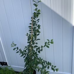 Barbados Cherry (acerola ) Tree With Flower (4 Ft Tall) Ready To Bear Fruit