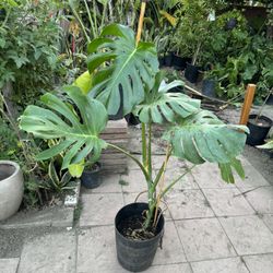 Monstera Big Leaf