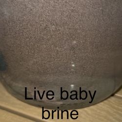Live Baby Brine Fish Food 