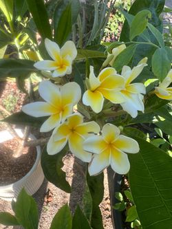 15 gallon plumeria