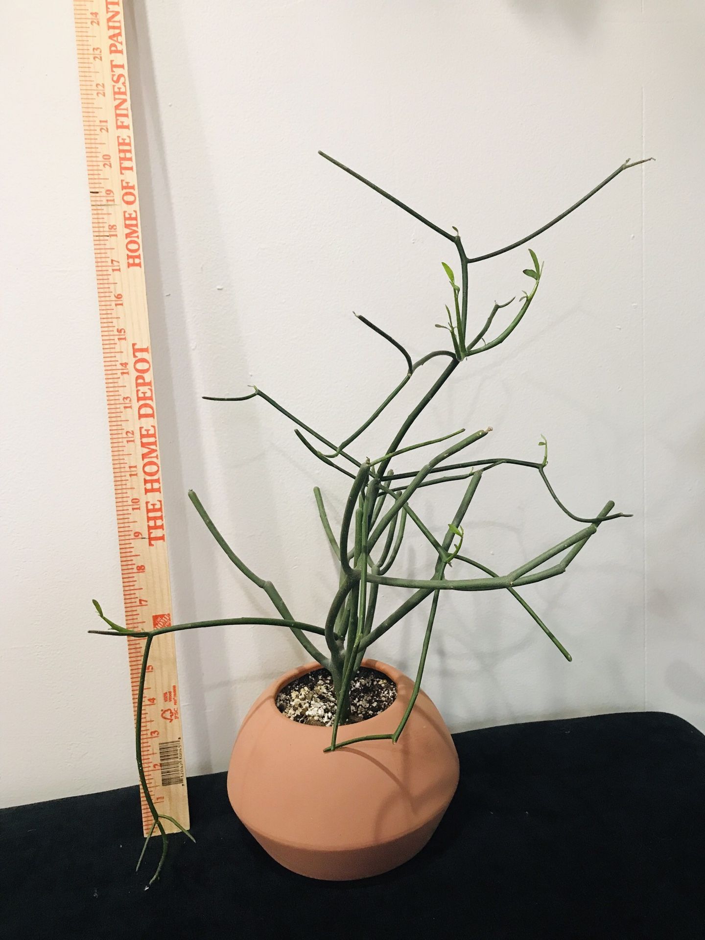 20” Pencil Cactus Succulent plant