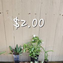 Varios Tipos De Plantas