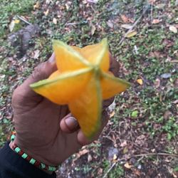 Free Star Fruit