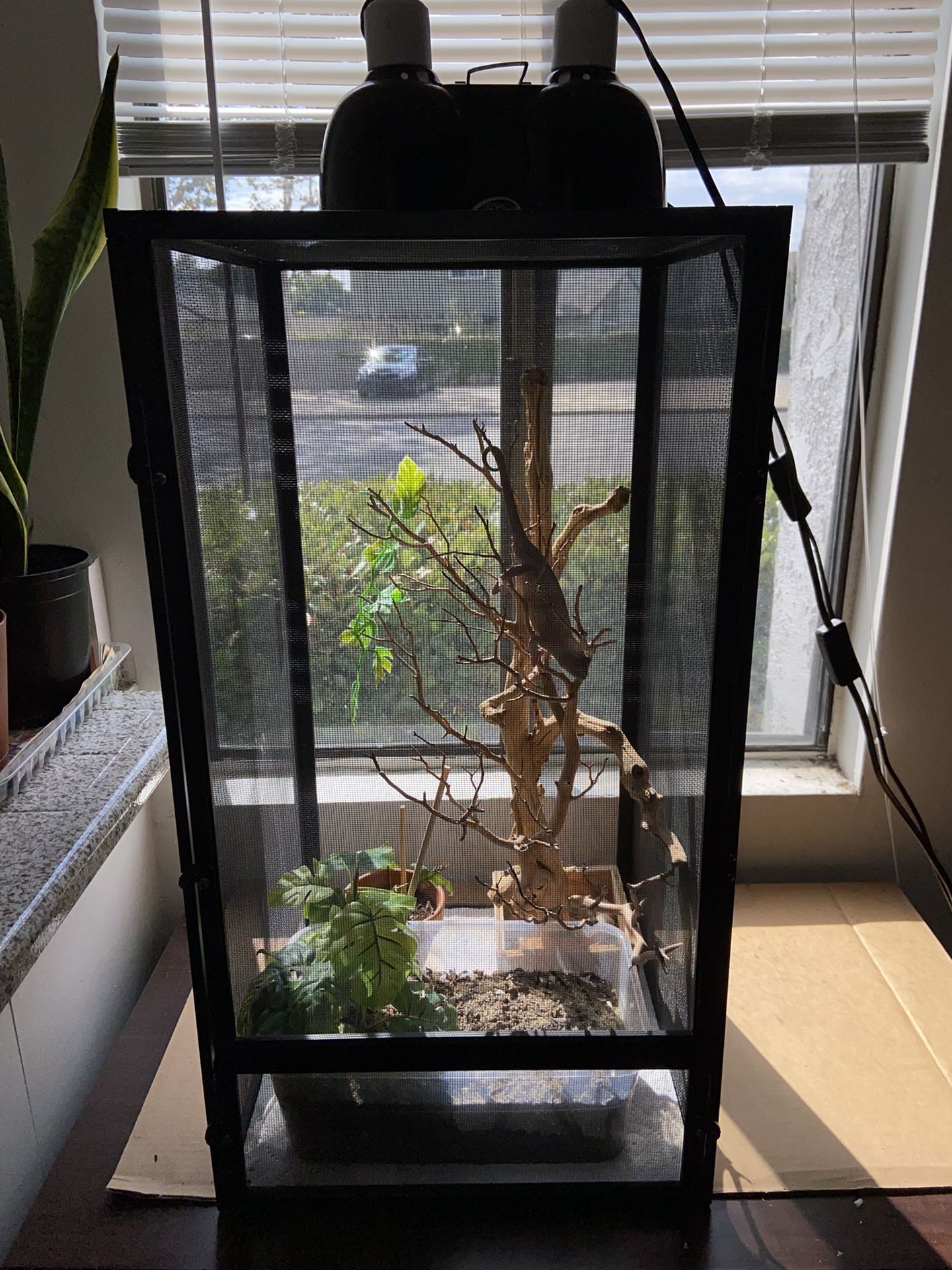 Chameleon Enclosure/Terrarium Setup