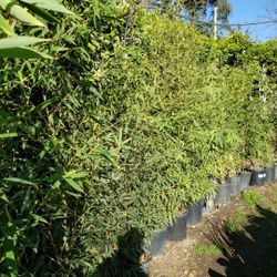 Bamboo  Tree